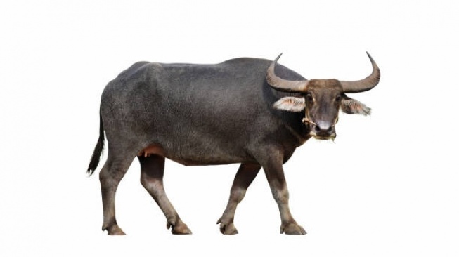 Berbeda dengan Sapi, Ini 3 Manfaat Mengonsumsi Daging&nbsp;Kerbau