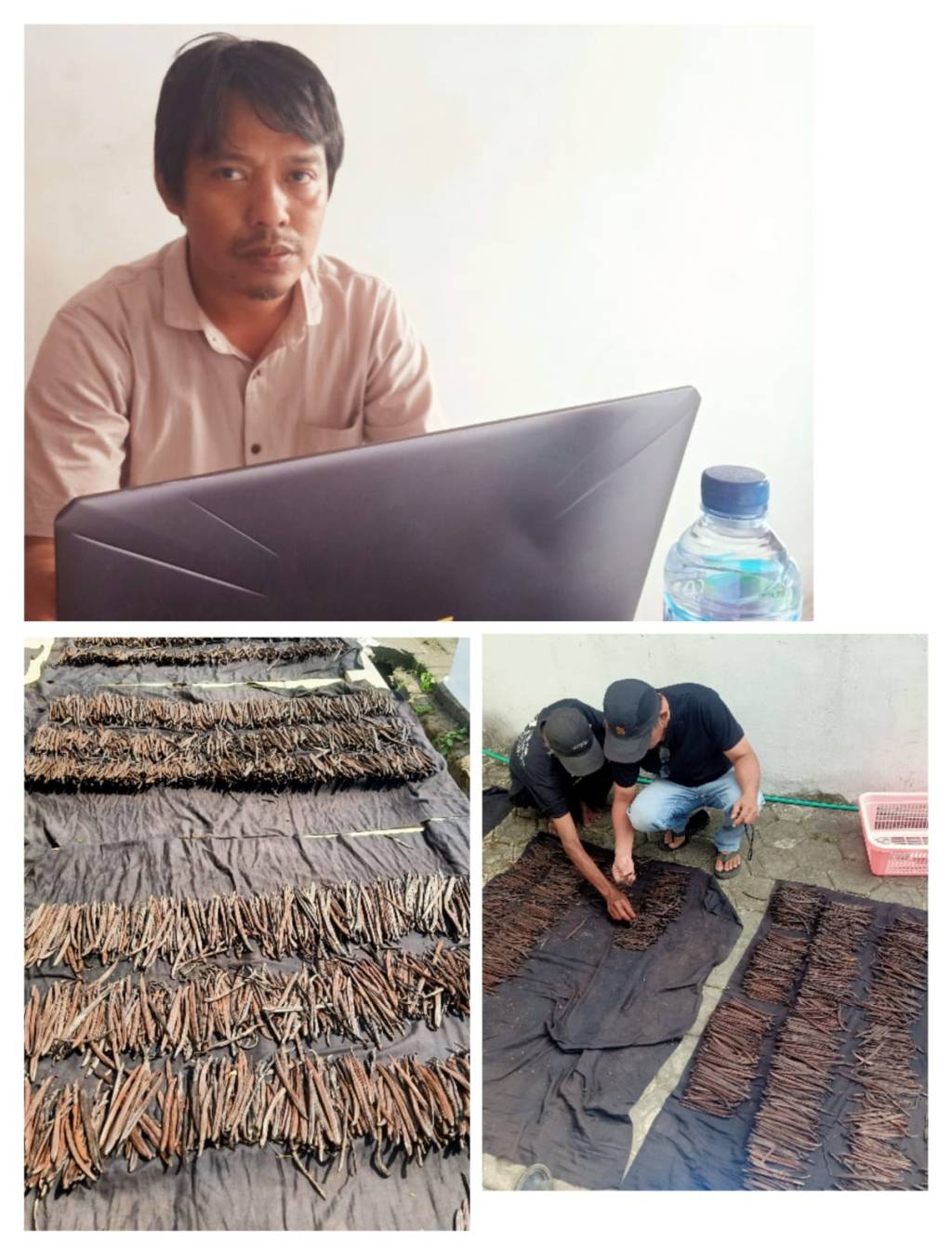 LSM JRPK(Jejaring Rakyat Peduli Keadilan)Kabupaten Jombang Upayakan Usaha Mandiri ekspor Tanaman Vanili Perkebunan Wonosalam 