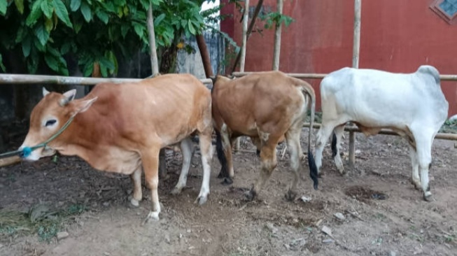 Awas PMK! 3 Tips Memilih Daging Kurban yang Aman dan&nbsp;Sehat