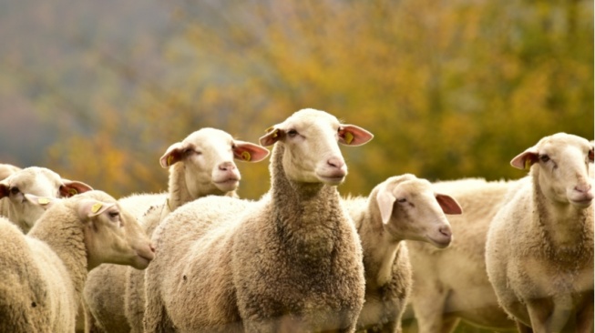Ingin Berkurban Domba? Berikut 3 Fakta Unik Tentang Hewan Ternak Satu&nbsp;Ini