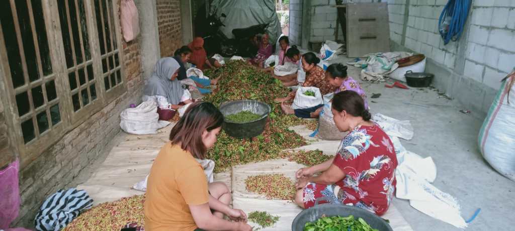 Harga Tak Stabil Penebas Cengkeh Kecamatan Wonosalam Mengalami Kerugian 
